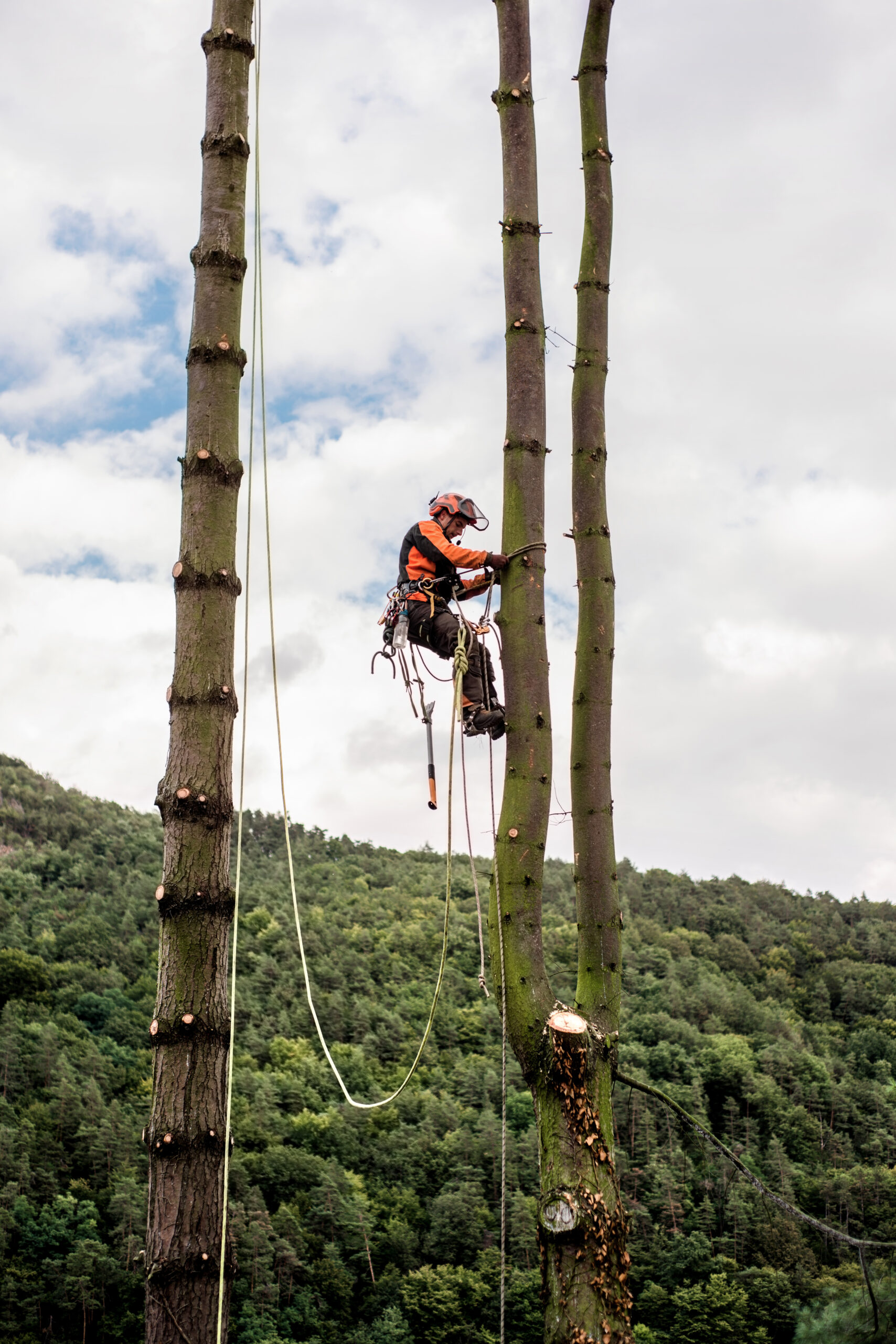 Tree Removal in Draper